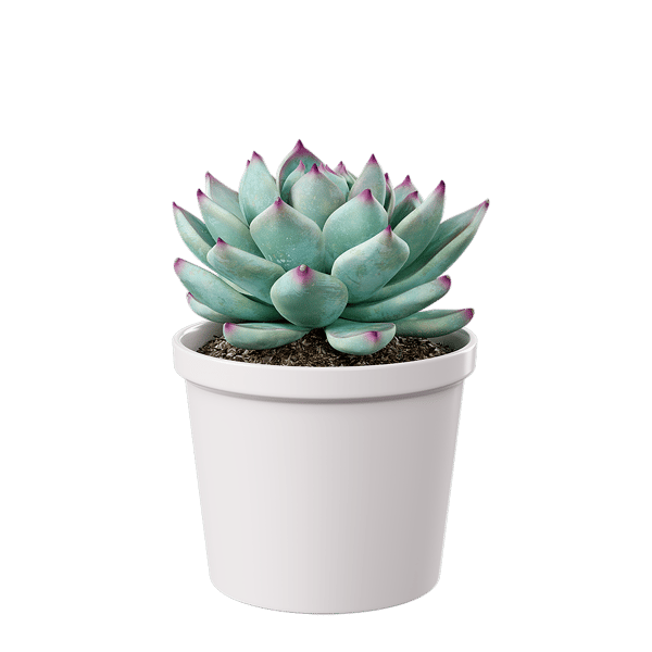 Echeveria Tippy Succulent Potted Plant Model