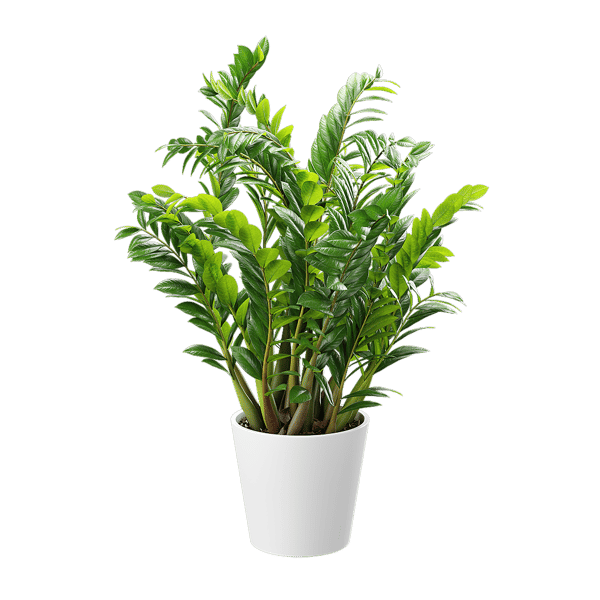 ZZ Zanzibar Gem Potted Plant Model