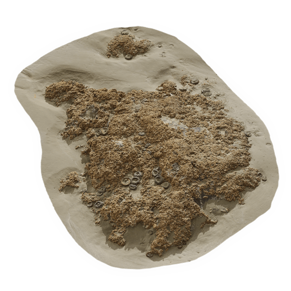 Medium Barnacle Covered Beach Rock Model