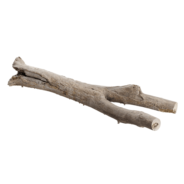 Tree Log 005