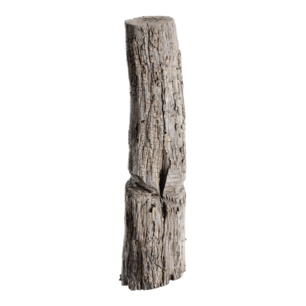 Tree Stump 001