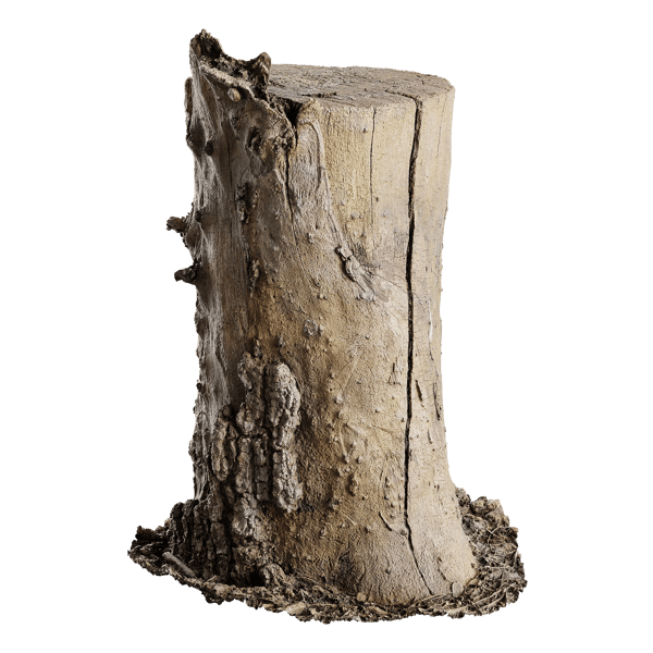 Tree Stump 009