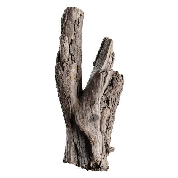 Tree Stump 011