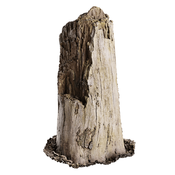 Tree Stump 012