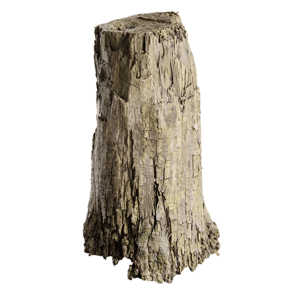 Tree Stump 014