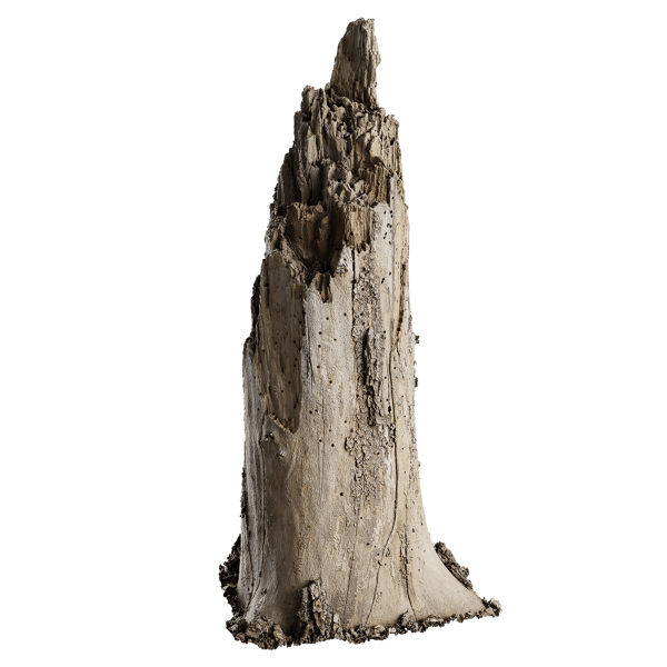 Tree Stump 015