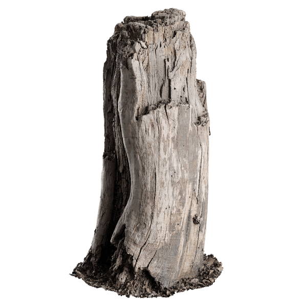 Tree Stump 016