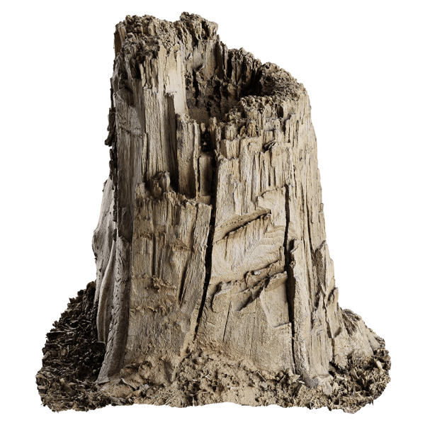 Tree Stump 024