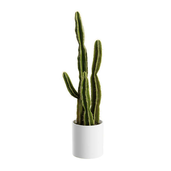 Plant Cactus Saguaro 001