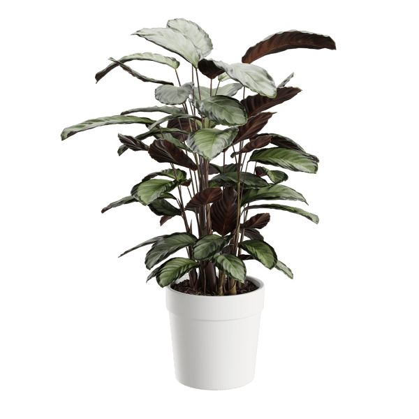 Plant Calathea Argentea 001