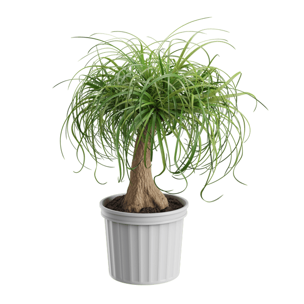 Plant Palm Ponytail 001