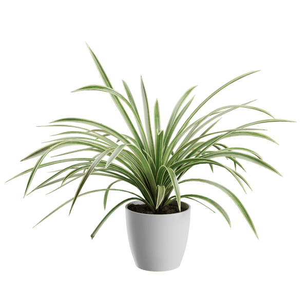 Plant Spider 001