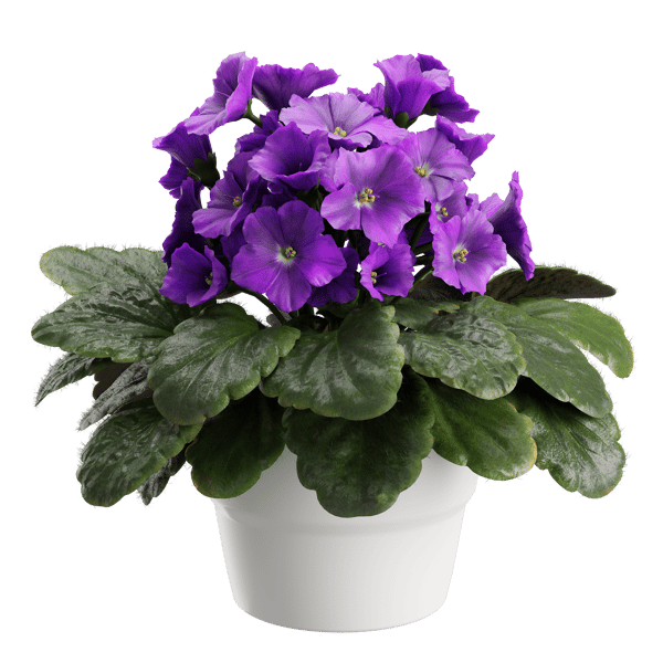 Plant African Violet 001