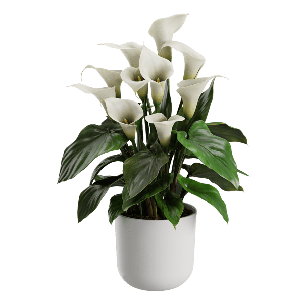 Plant Calla Lily 001