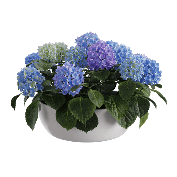 Plant Hydrangea Mophead 001