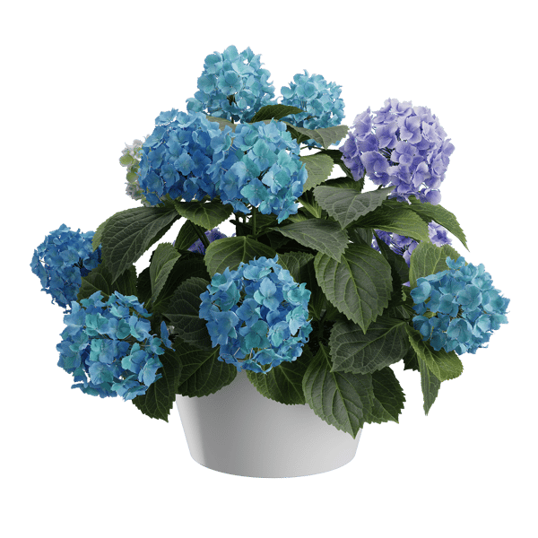 Plant Hydrangea Mophead 002