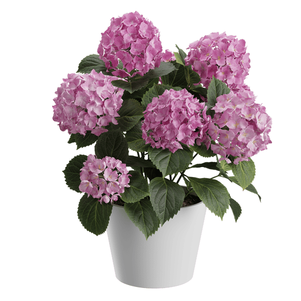 Plant Hydrangea Mophead 003