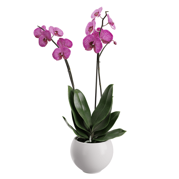 Plant Orchid 001