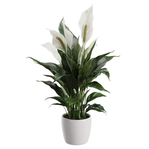 Plant Peace Lily 001