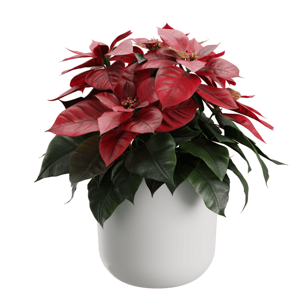 Plant Red Poinsettia 001