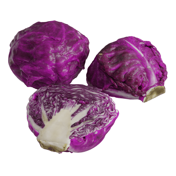 Red Cabbage Models