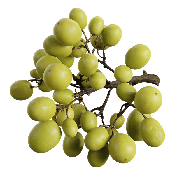 Green Grapes On Vine Models, Fruits