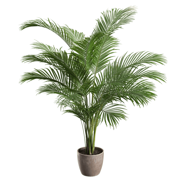 Areca Palm Potted Plant Model, Medium