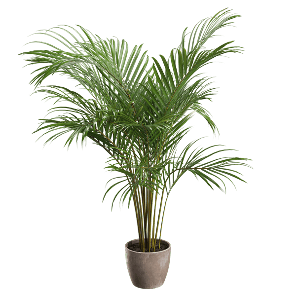 Areca Palm Potted Plant Model, Small