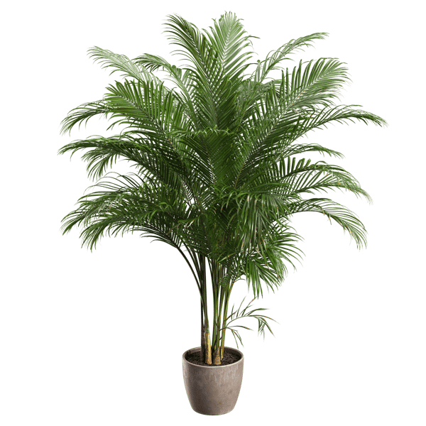Areca Palm Potted Plant, Large