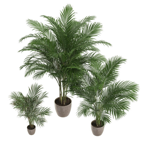 Areca Palm Potted Plant, Set of Three