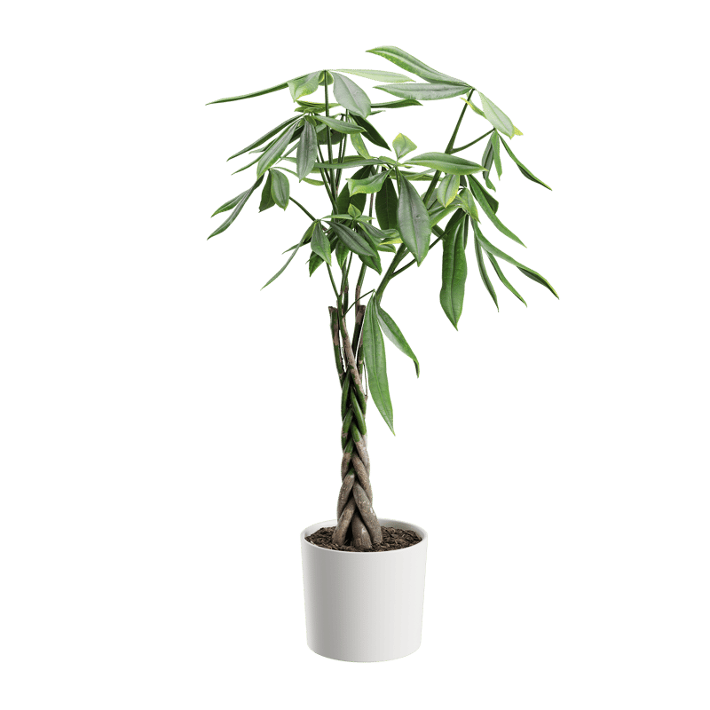 plant-money-tree-001-poliigon