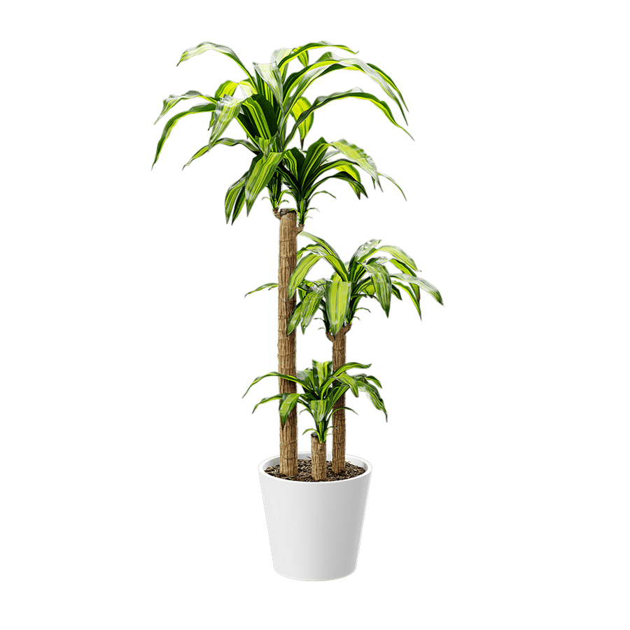 Dracaena Mass Cane Potted Plant Model - Poliigon