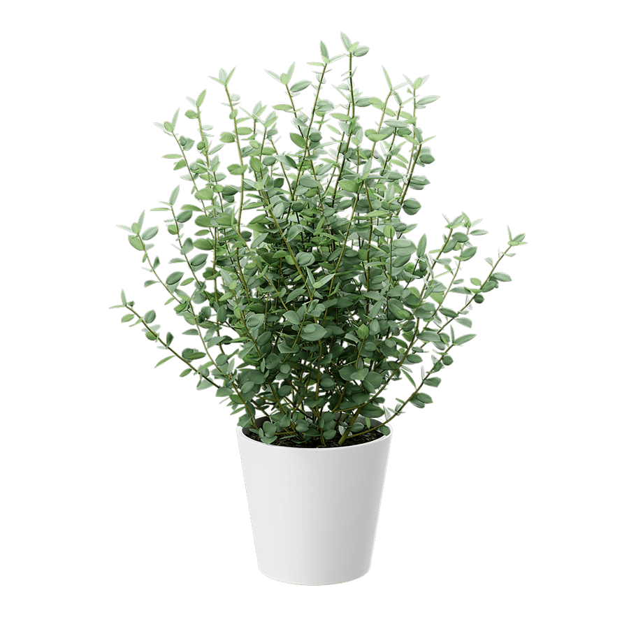 Young Eucalyptus Plant Potted Plant Model - Poliigon