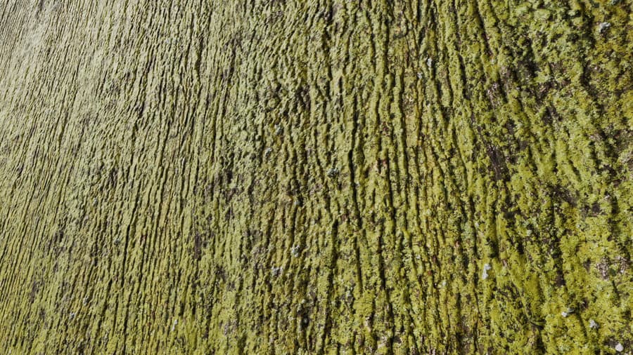 Bark Mossy Full 004