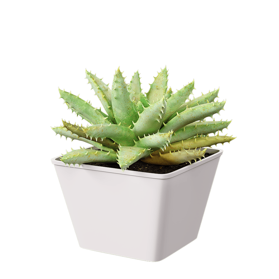 Short Leaved Aloe Succulent Potted Plant Model