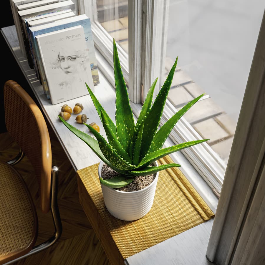 Aloe Vera Succulent Potted Plant Model