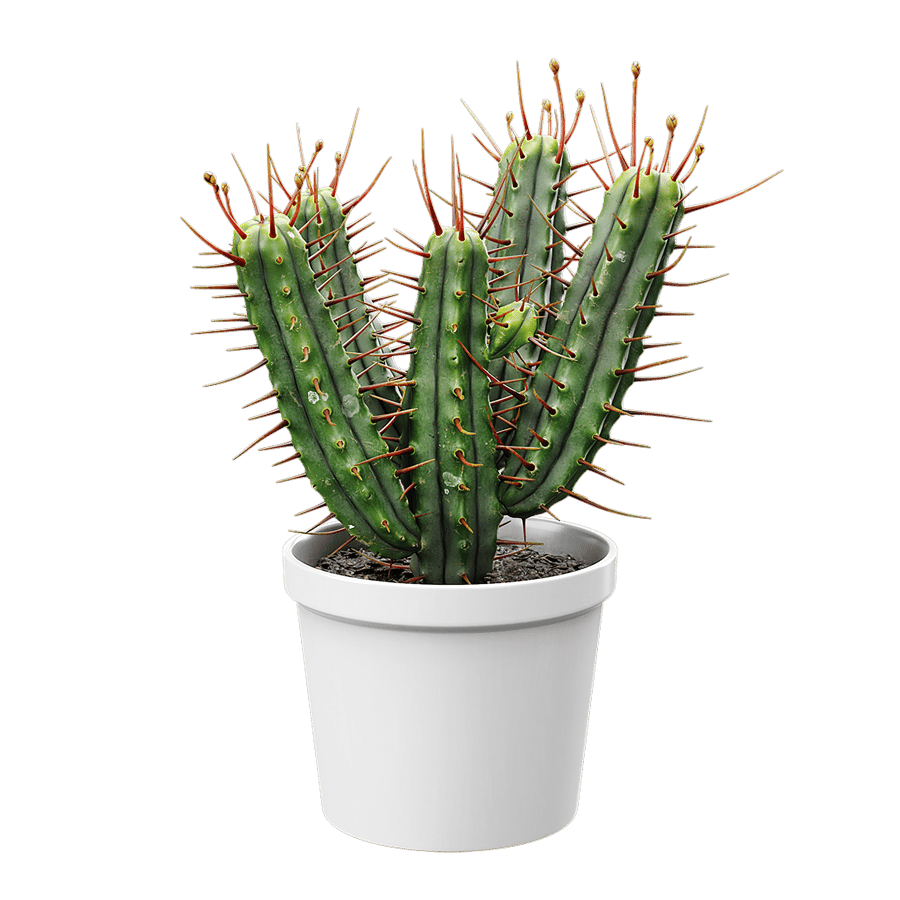 Euphorbia Cactus Potted Plant Model