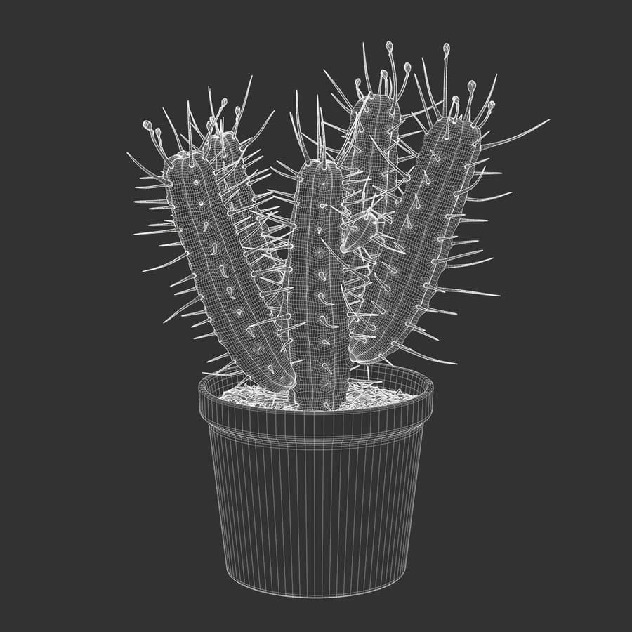 Euphorbia Cactus Potted Plant Model
