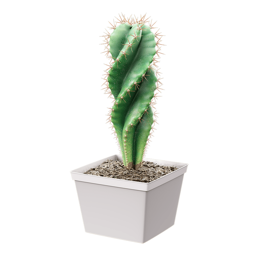Spiral Cactus Potted Plant Model