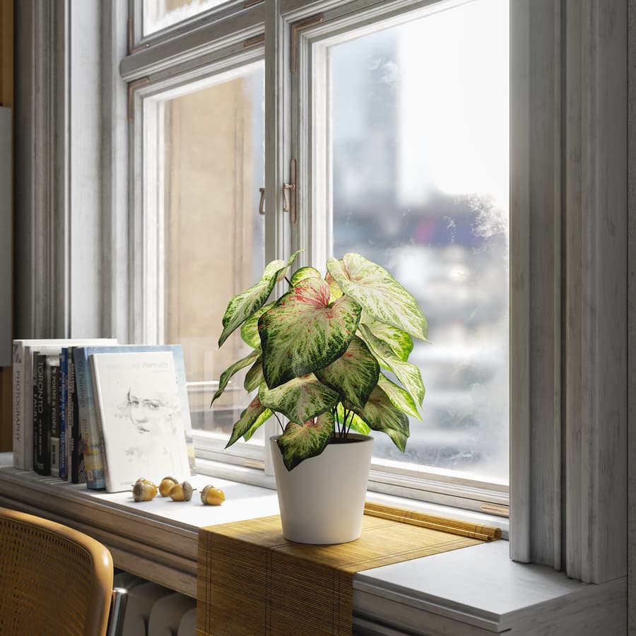 Caladium Potted Plant Model, Pale Green