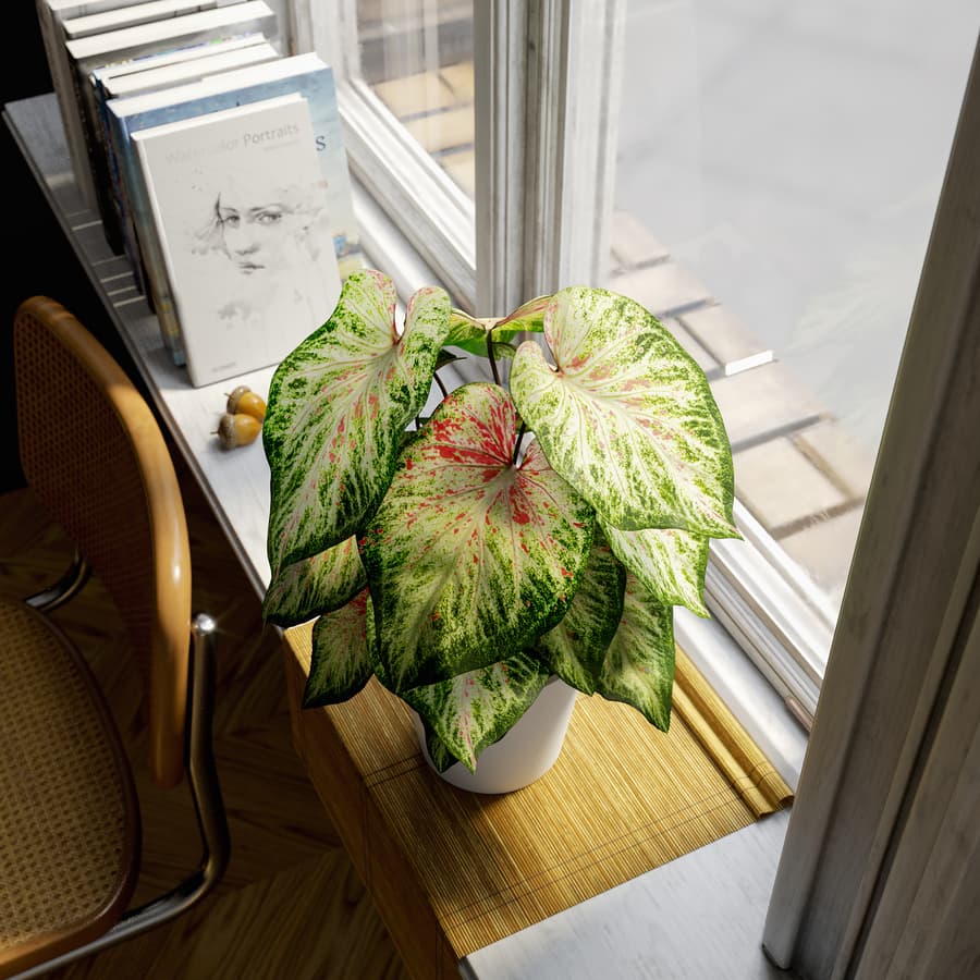 Caladium Potted Plant Model, Pale Green