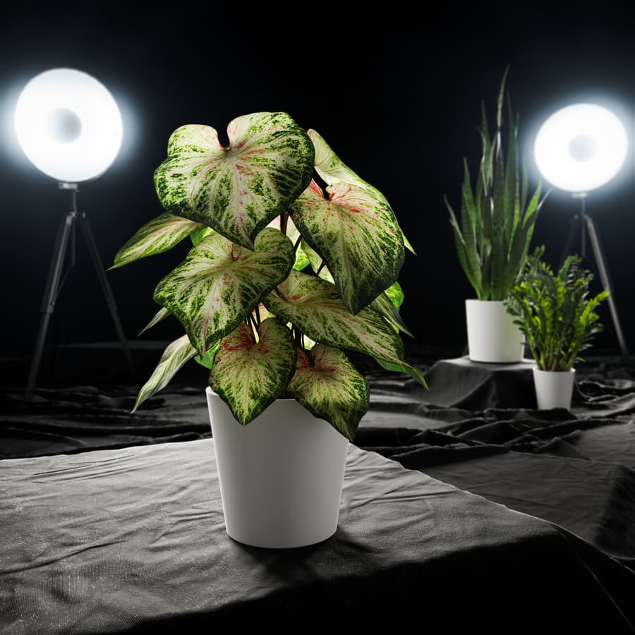 Caladium Potted Plant Model, Pale Green