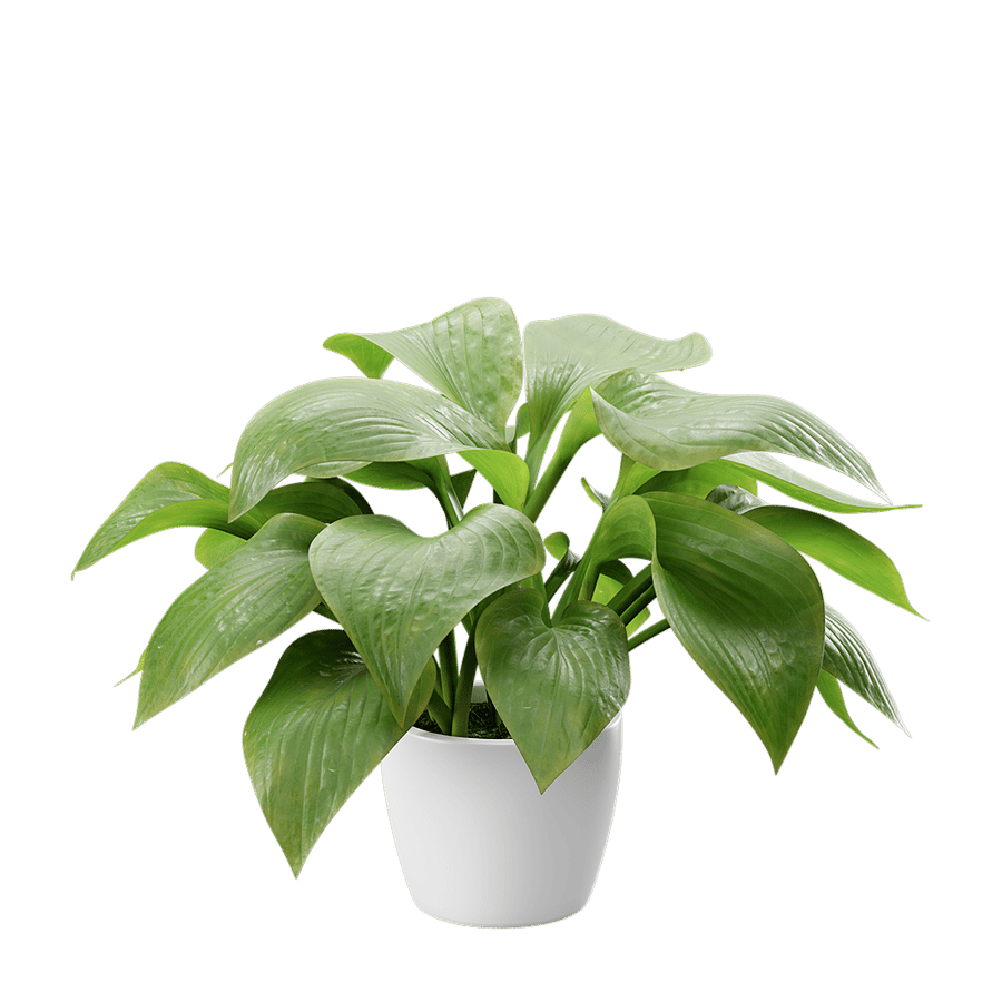 Plantain Lily Plant Potted Plant Model