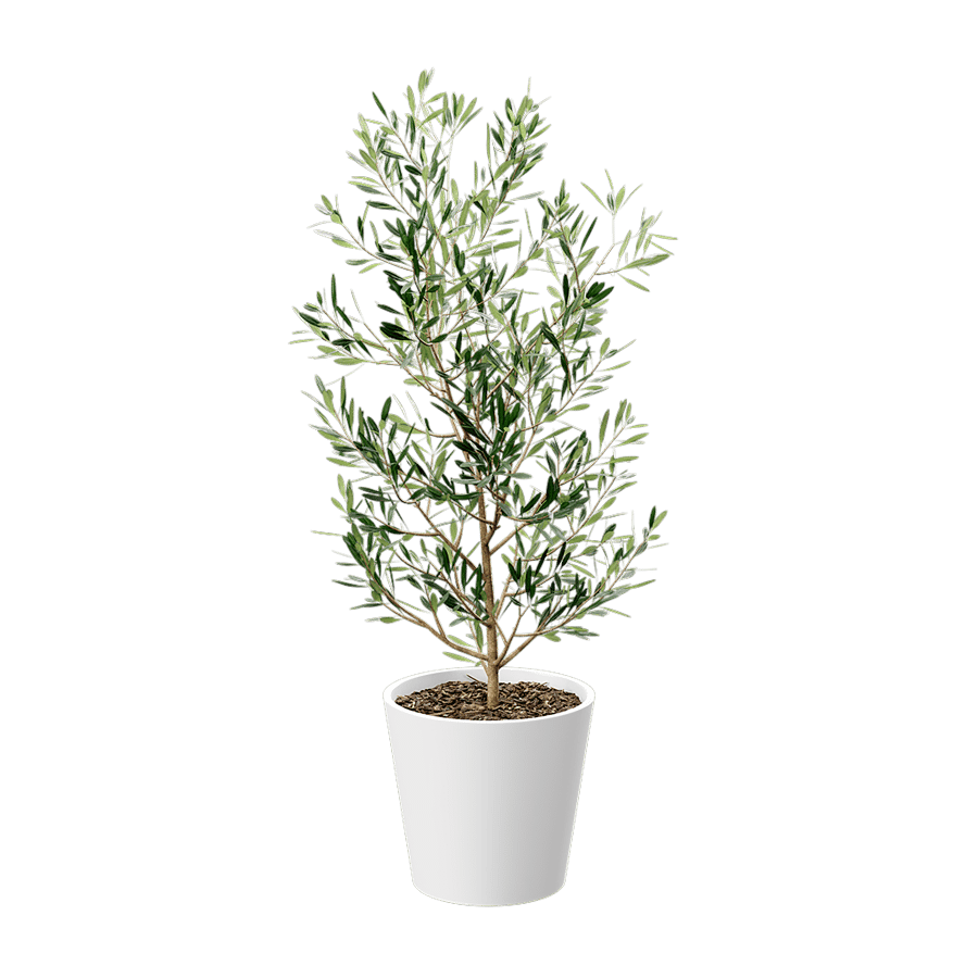 Young Olive Tree Potted Plant Model