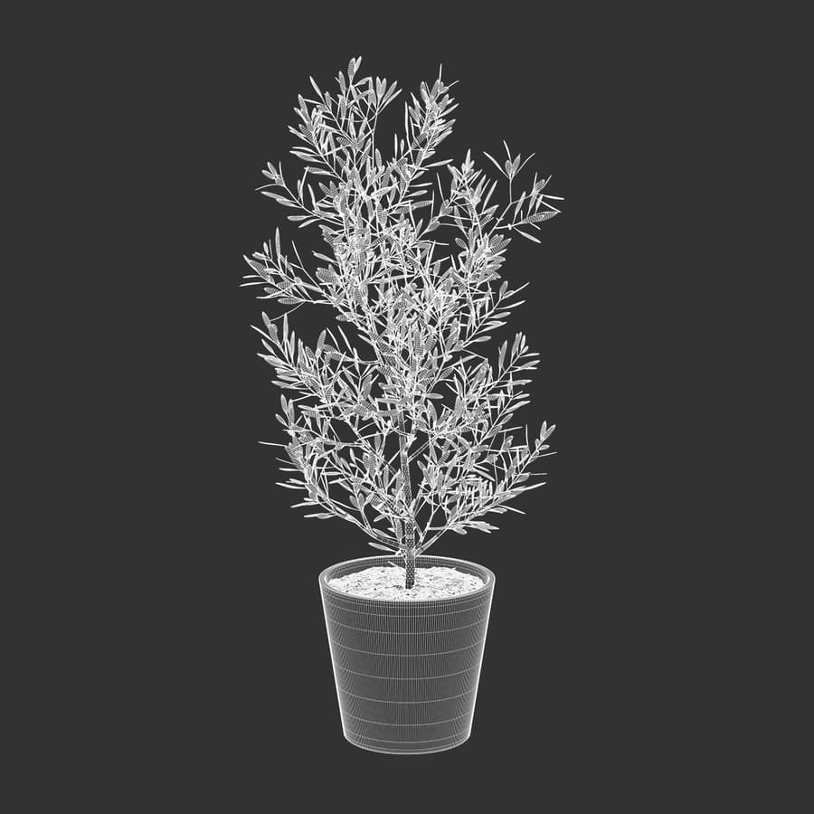 Young Olive Tree Potted Plant Model