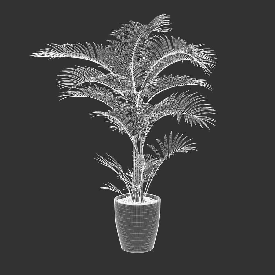 Parlor Palm Potted Plant Model