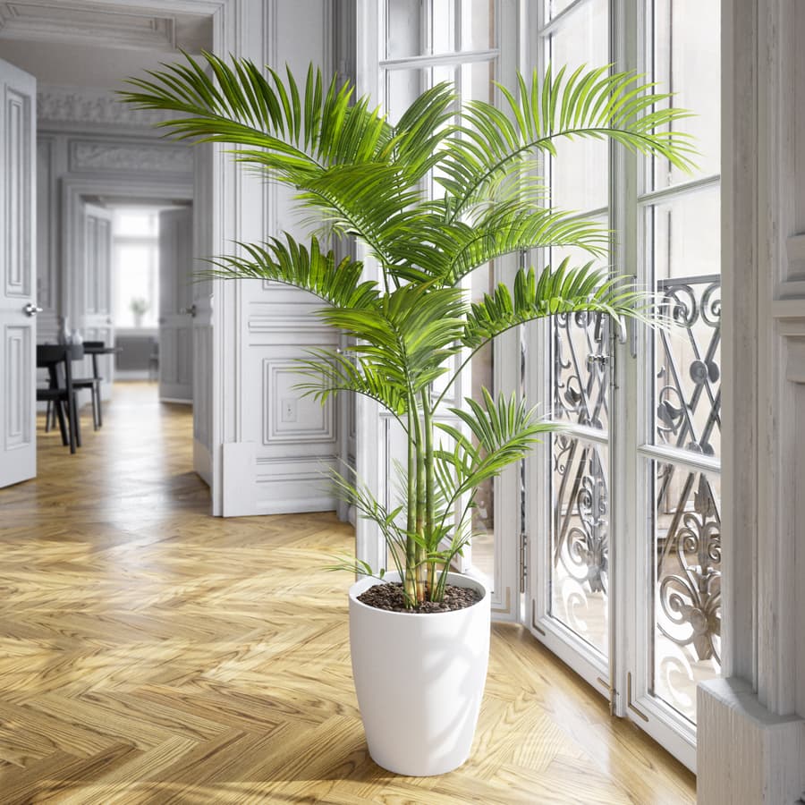 Parlor Palm Potted Plant Model
