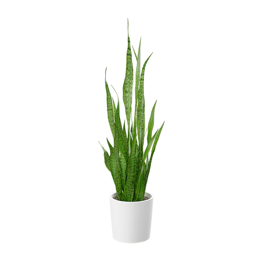 Tall Snake Plant Potted Plant Model