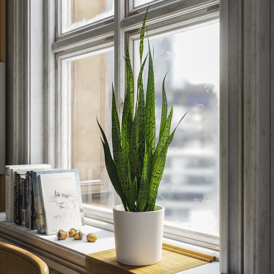 Tall Snake Plant Potted Plant Model