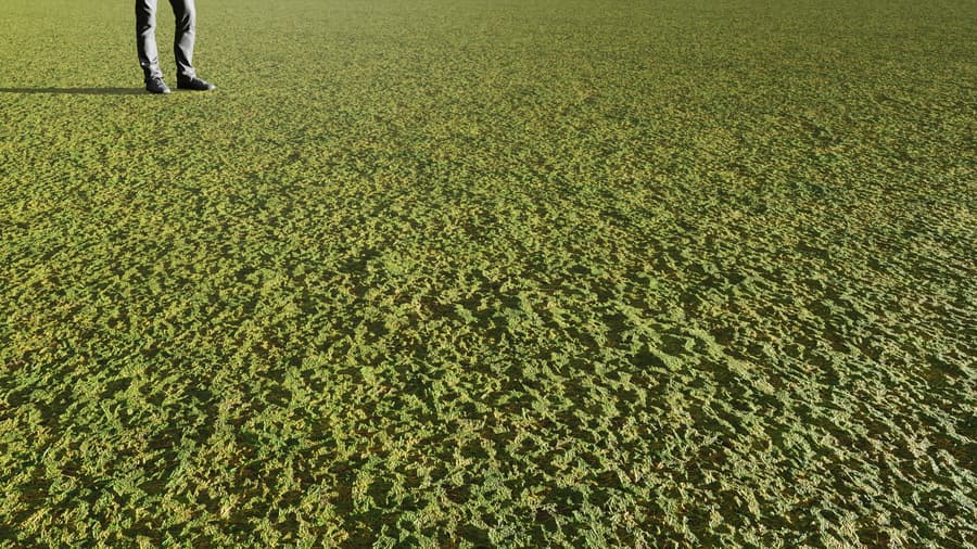 Fine Grass Ground Texture, Green